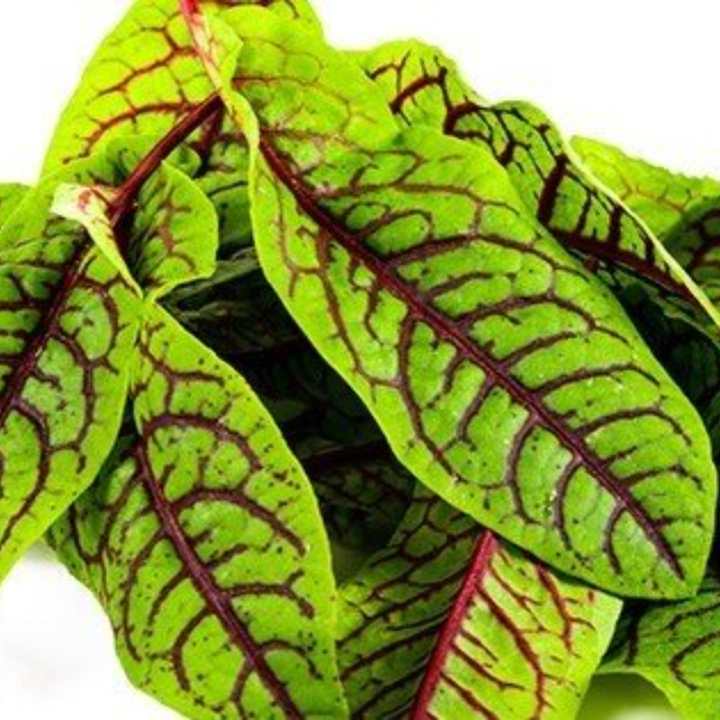 Kanlı Kuzukulağı (Red Sorrel)